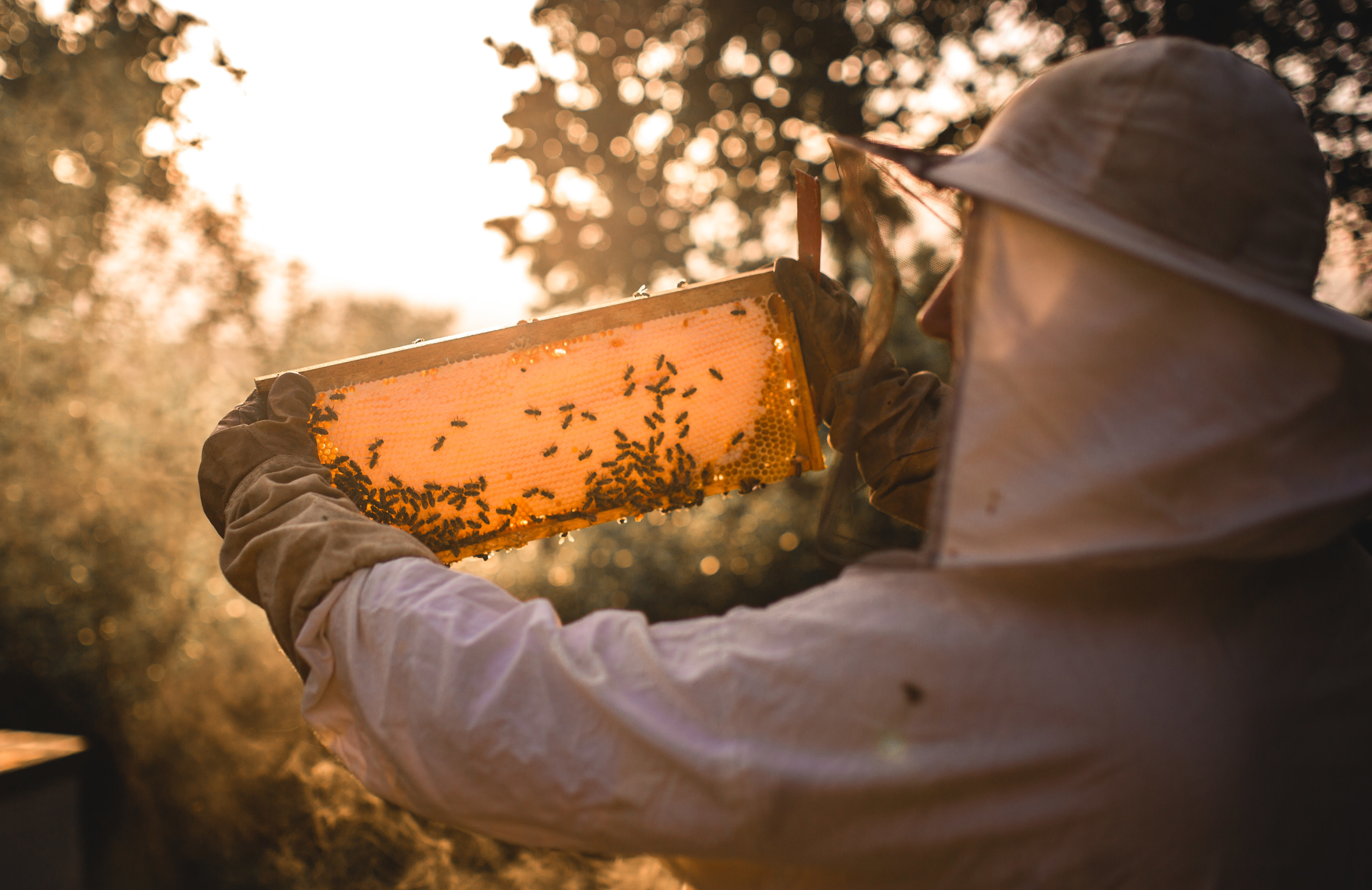Photo of a beekeeper in uniform tending to bees