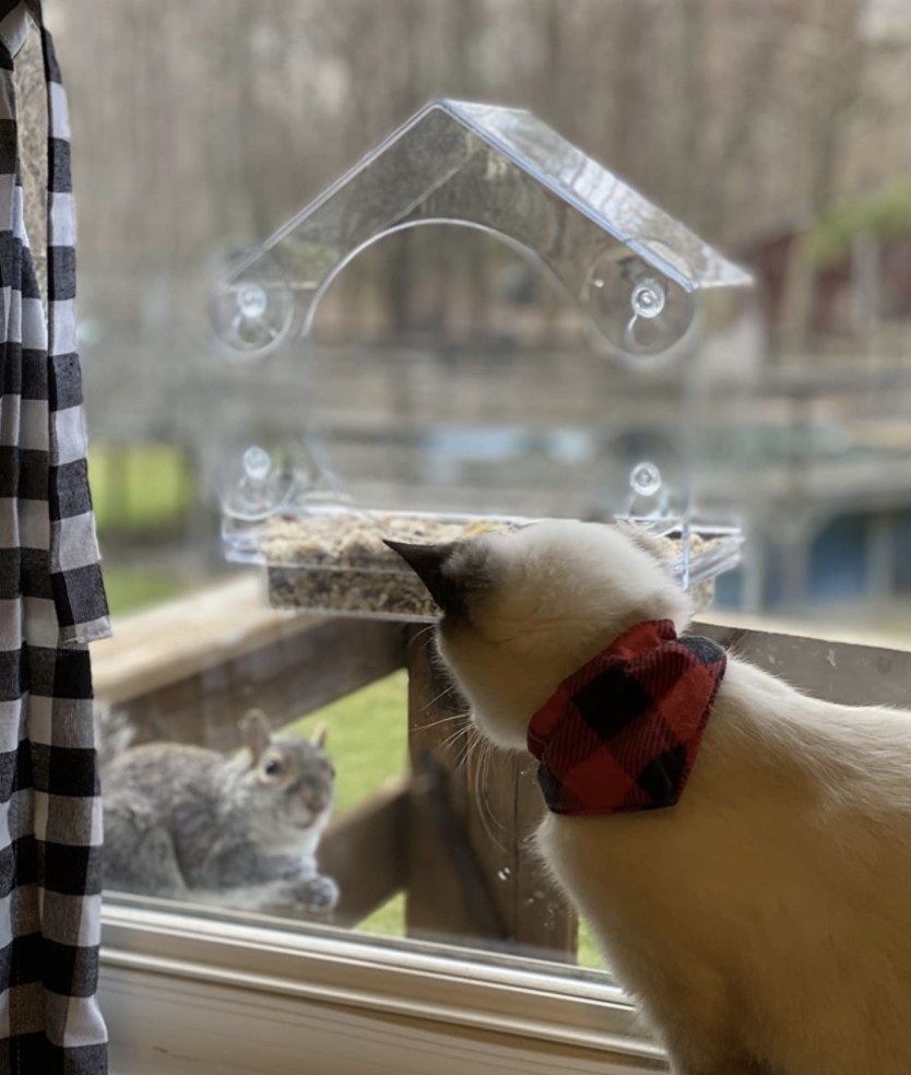 A cat looking at a squirrel next to a bird feeder