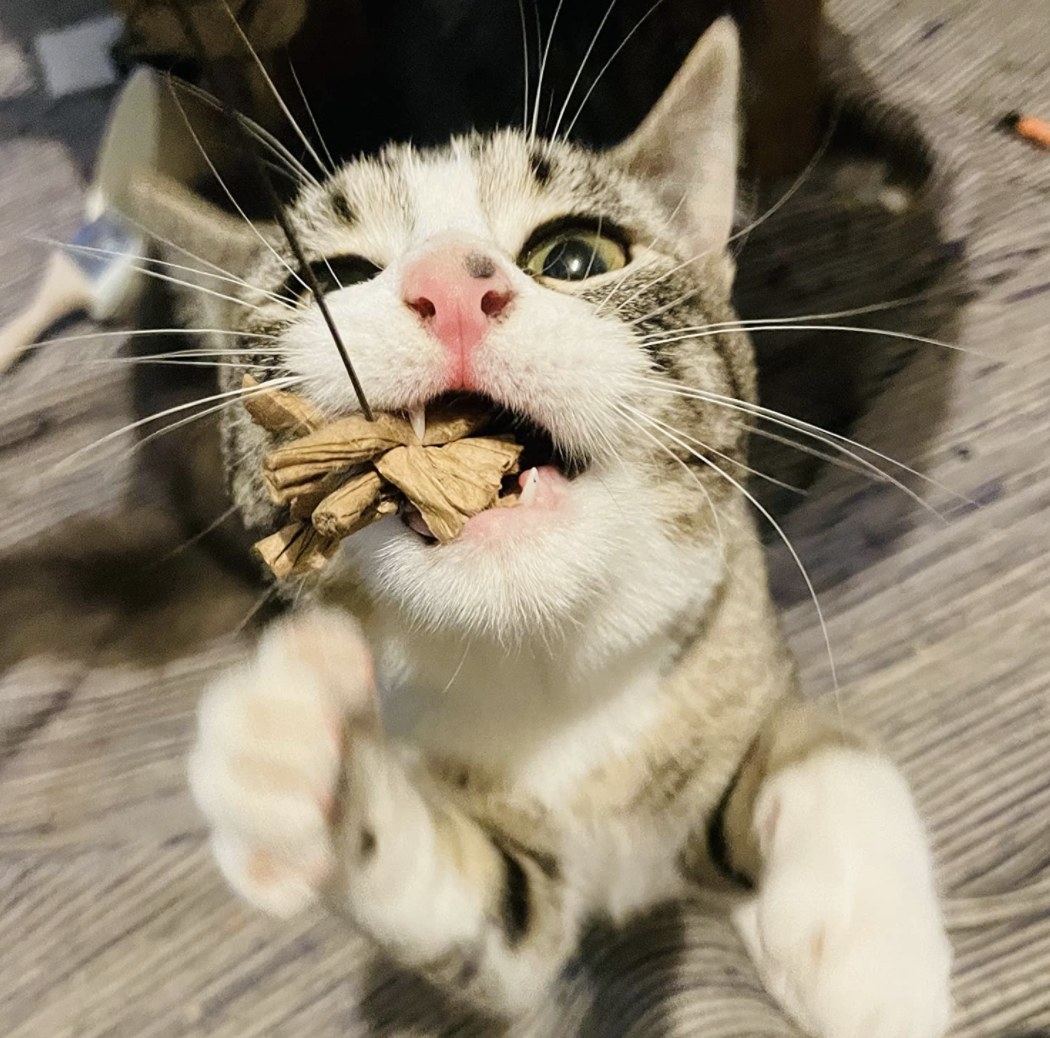 A cat playing with a dangling toy
