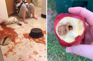 An apple with worm larvae in it