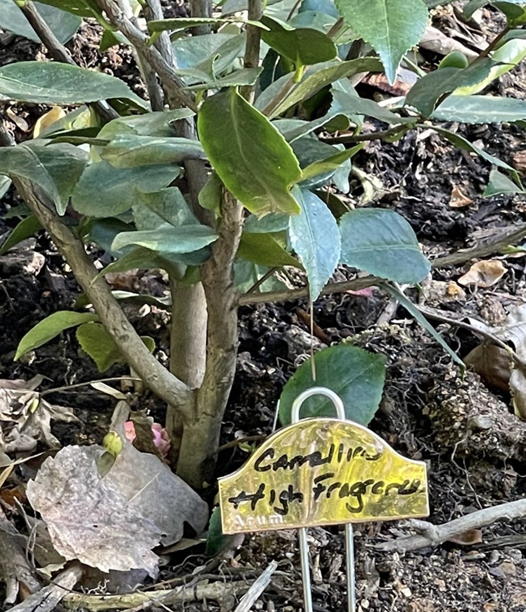 a copper plant label in front of a plant in a garden
