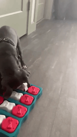 Gif of reviewer's dog eating treats out of interactive tray