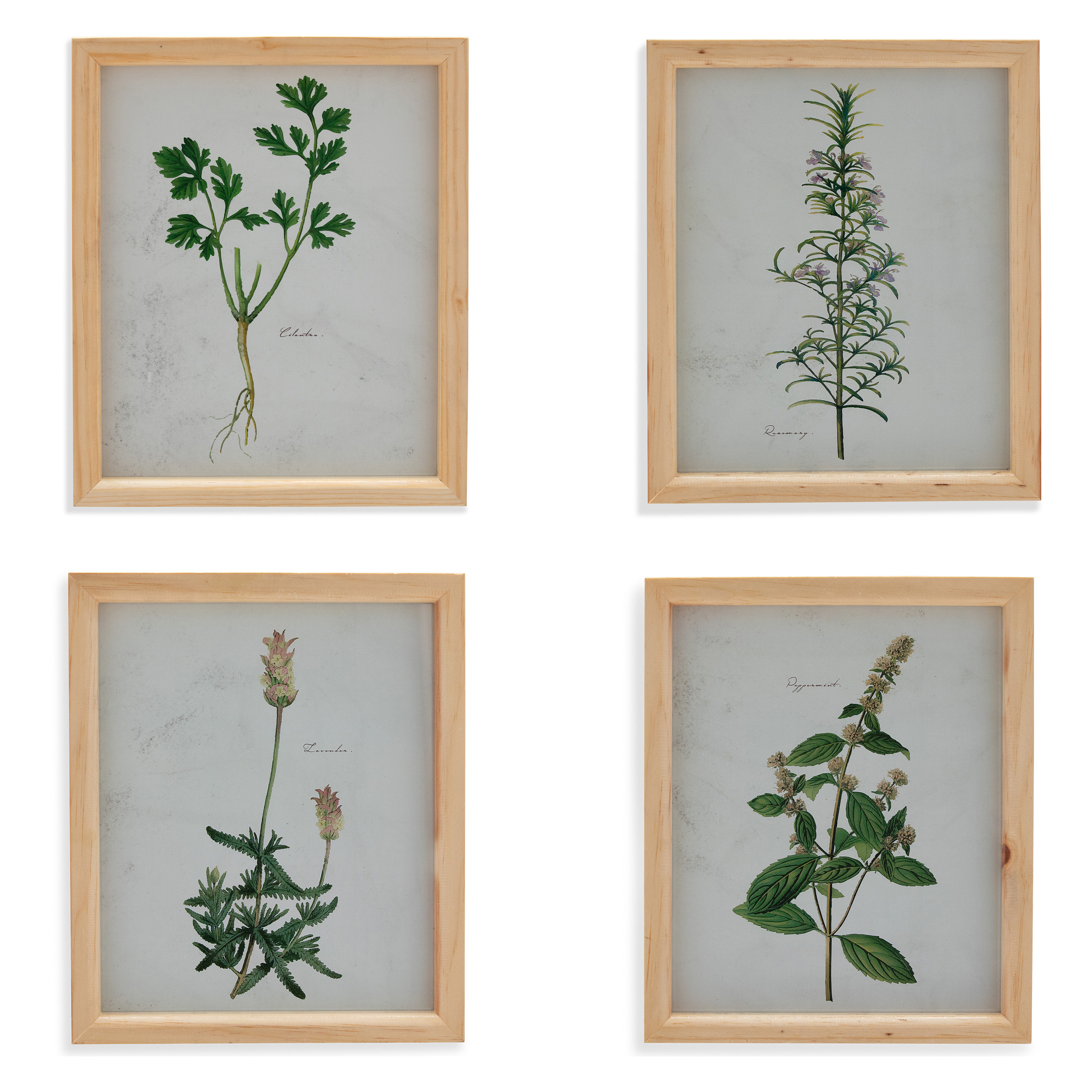 Four prints of different plants with wooden frames