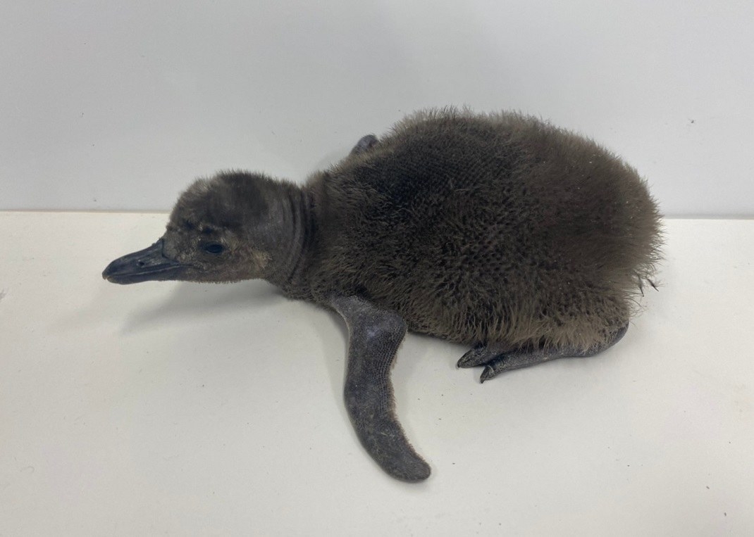 このもふもふは反則だよ 休館中の水族館で生まれたペンギンの赤ちゃんが可愛すぎた