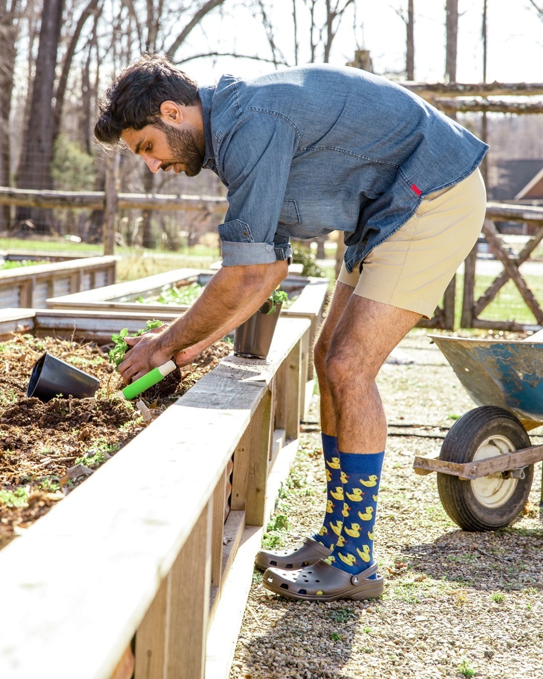 A person gardening while wearing the socks with Crocs