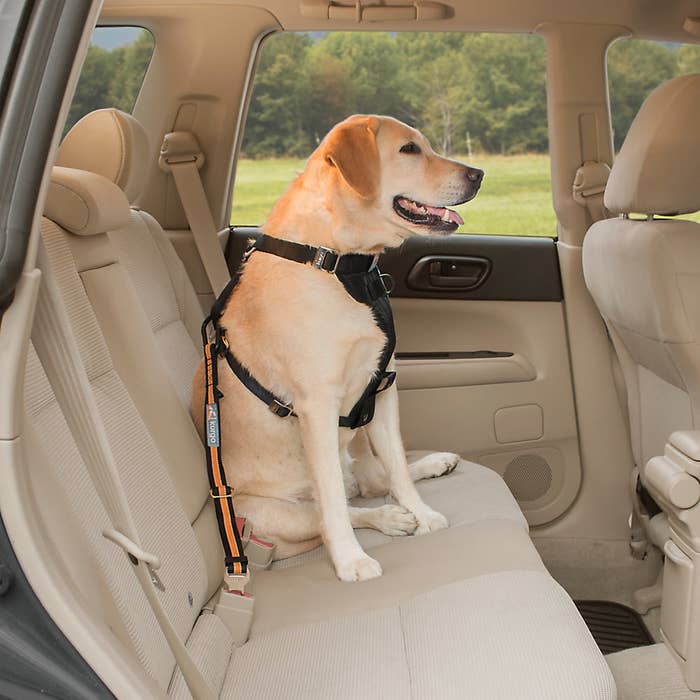 A dog in a car with orange and black seatbelt
