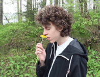 Someone smells and takes a bite of a daisy flower