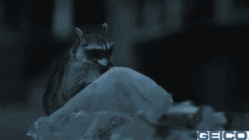 Raccoons digging through garbage