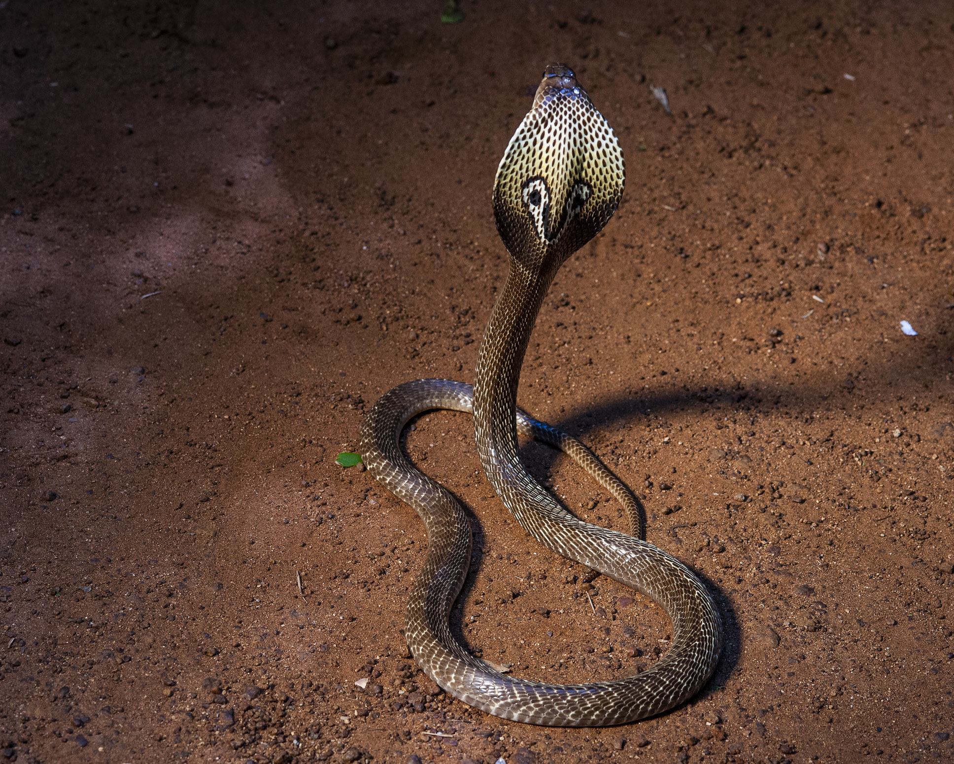 A cobra in a defensive pose