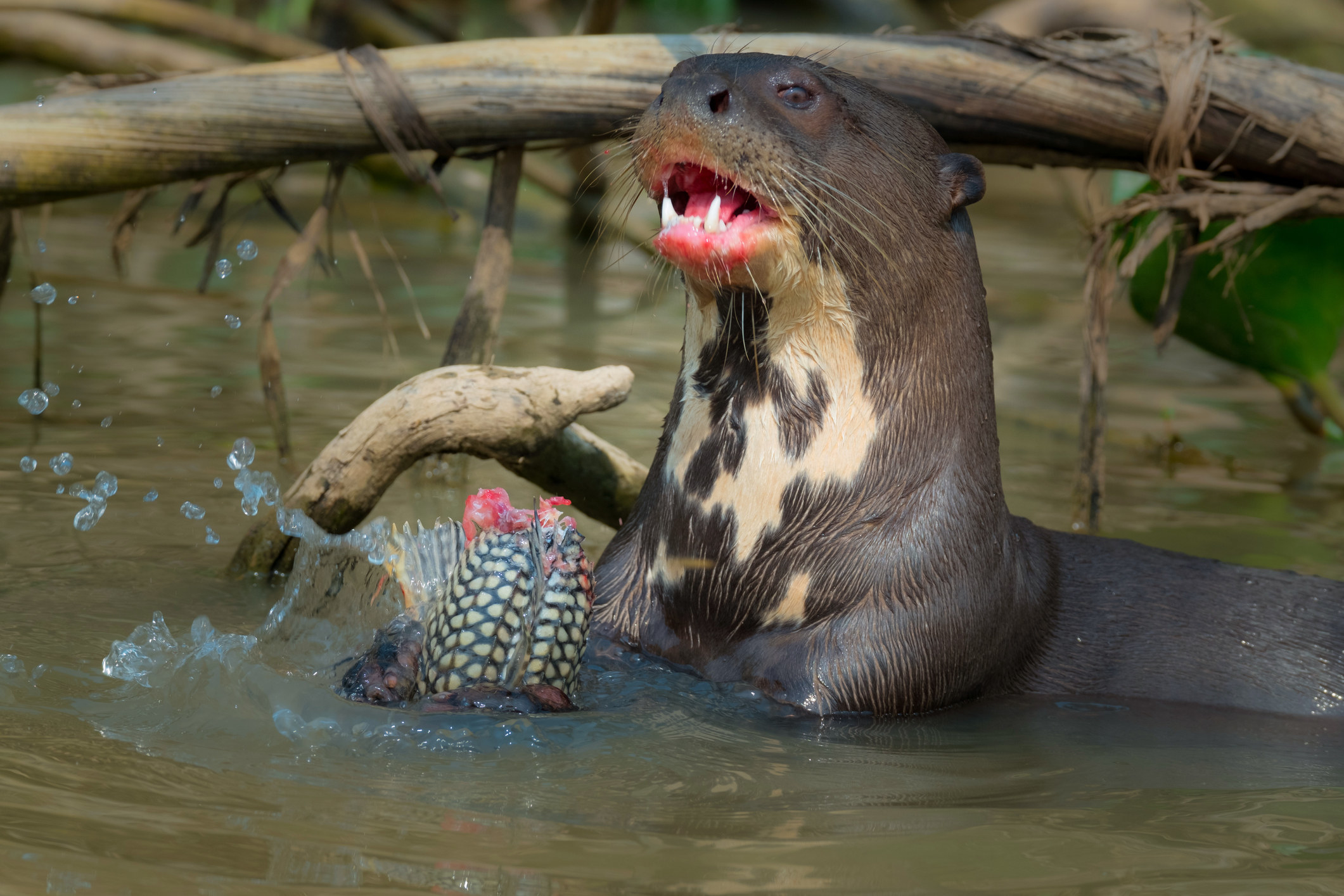A giant river otter eating a fish