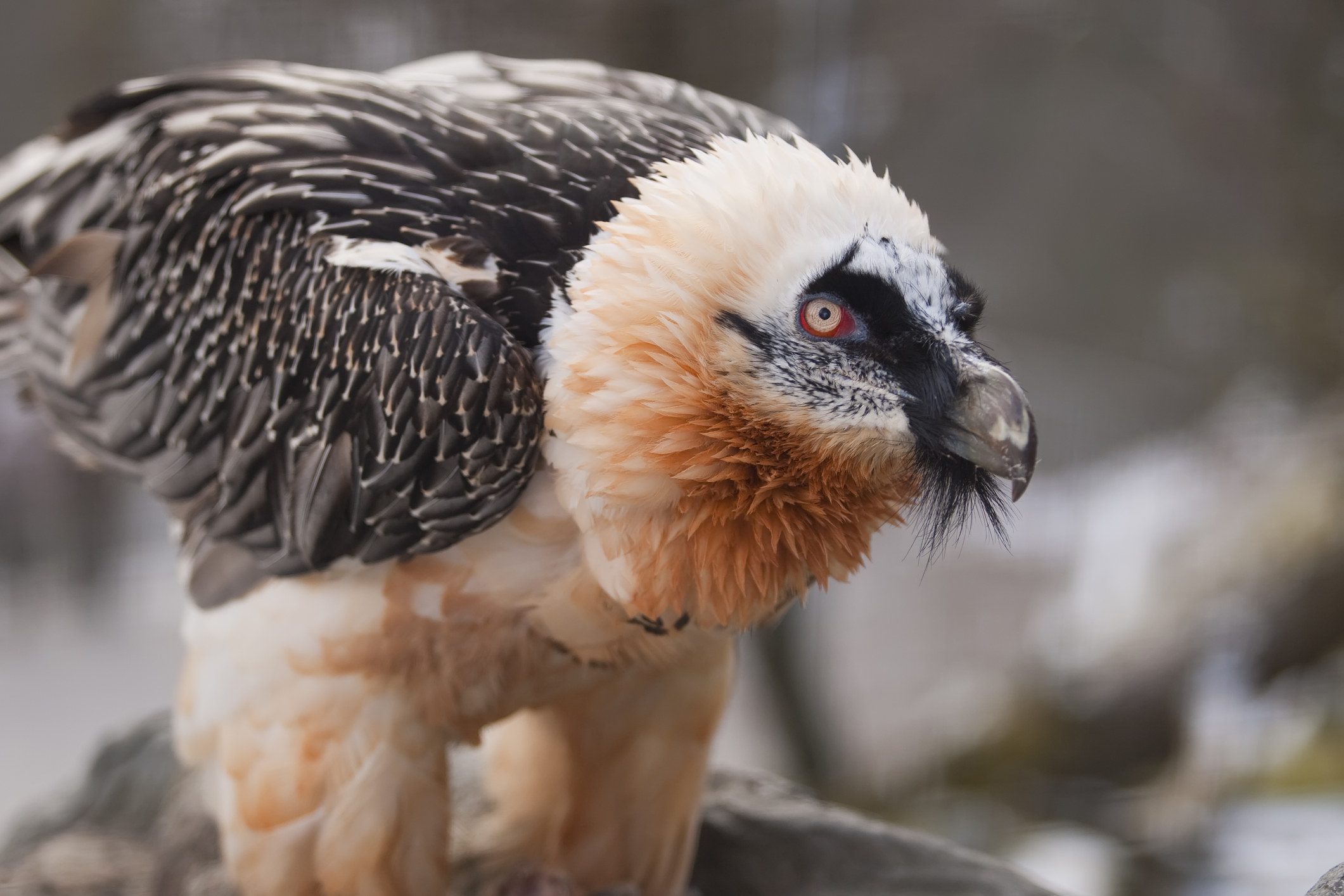 A bearded vulture up close