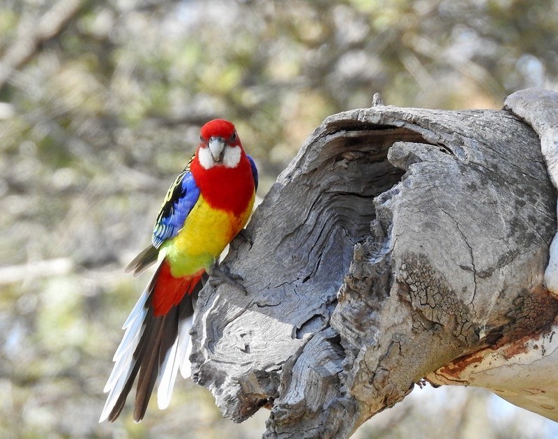 Colourful bird perched on a log.