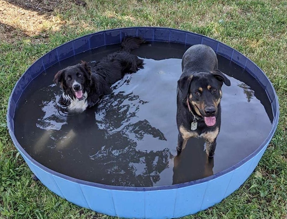 Two dogs in the filled pool