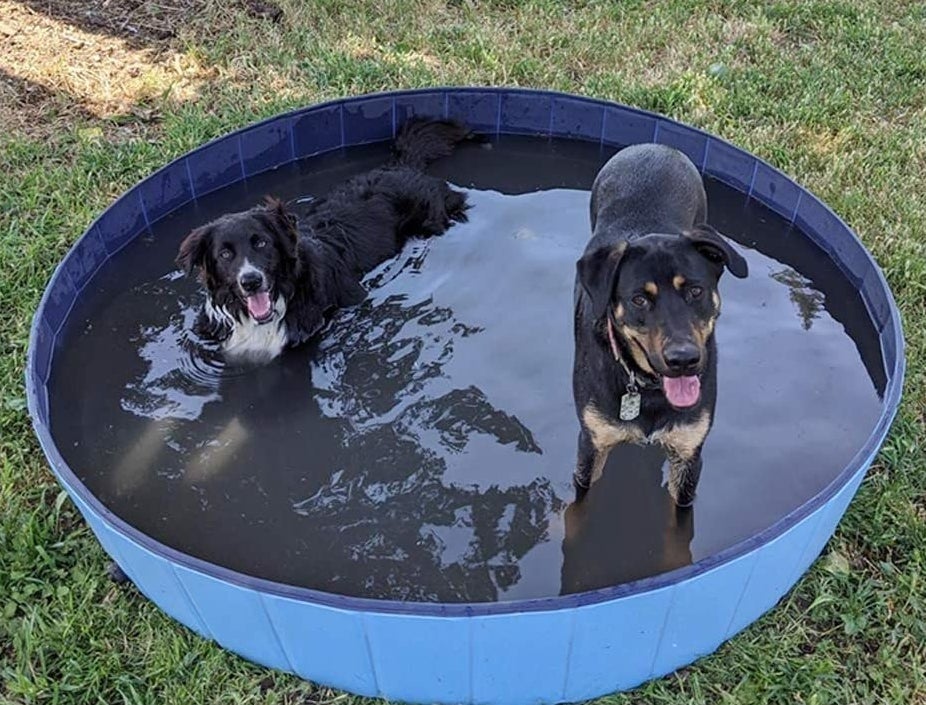 Two dogs in the filled pool