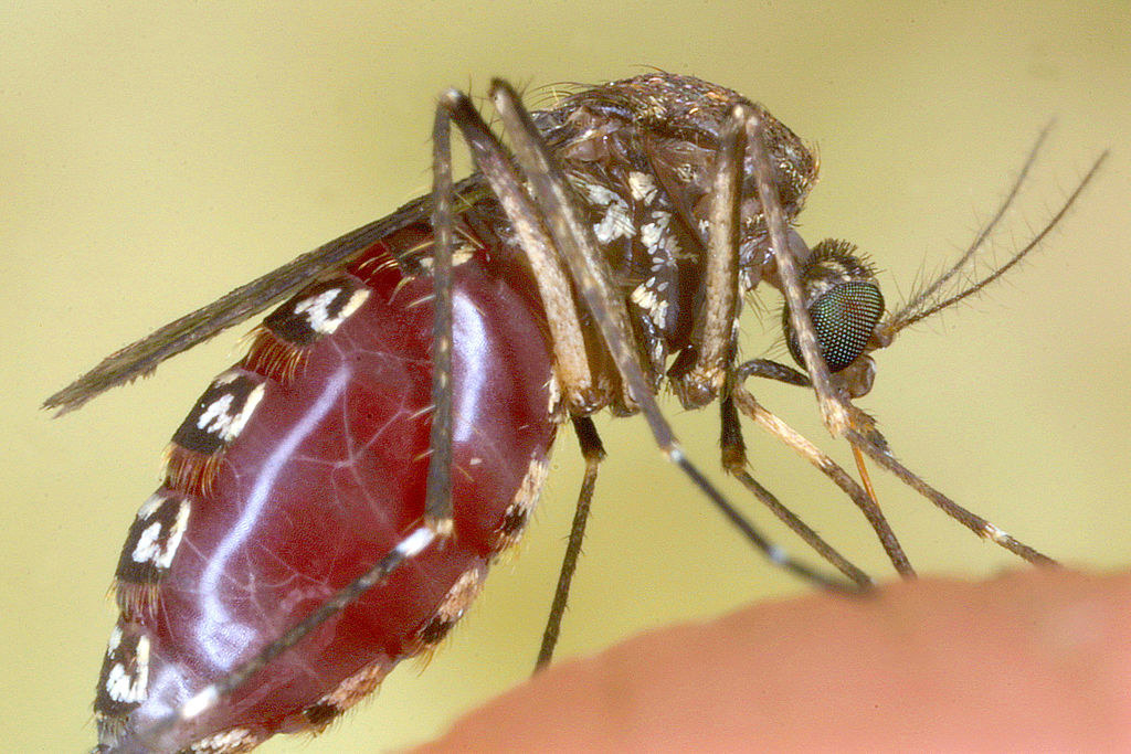 A closeup of a mosquito filled with blood