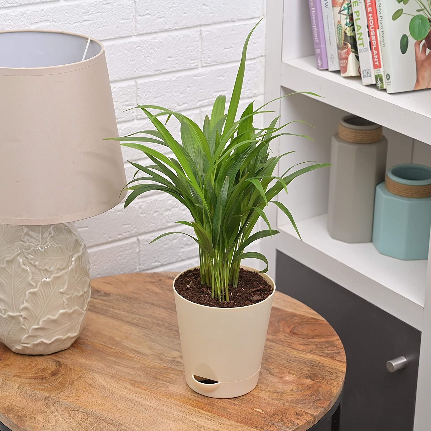 Areca Purifying Palm Plant sitting atop a round desk in a white pot