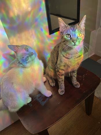 reviewer photo of their cats in a rainbow light cast from the film