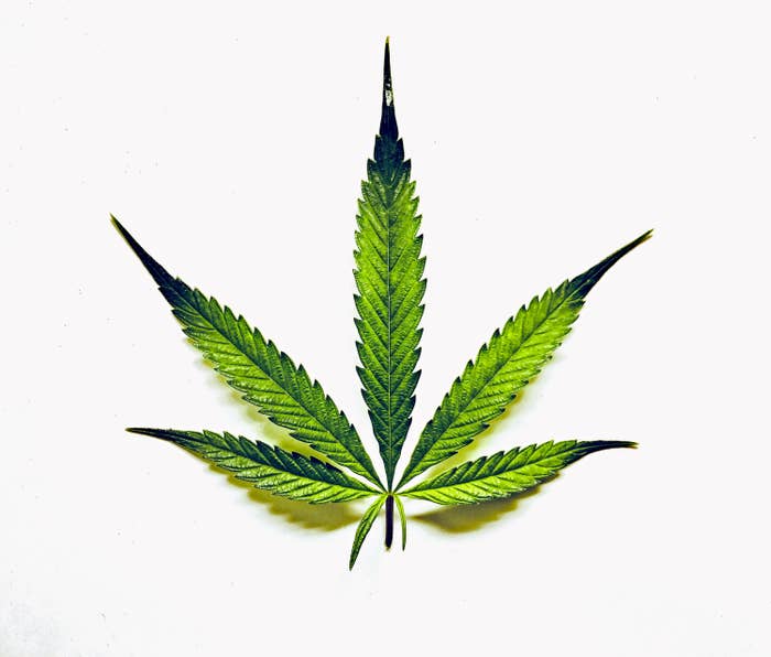An image of a marijuana plant on a white background