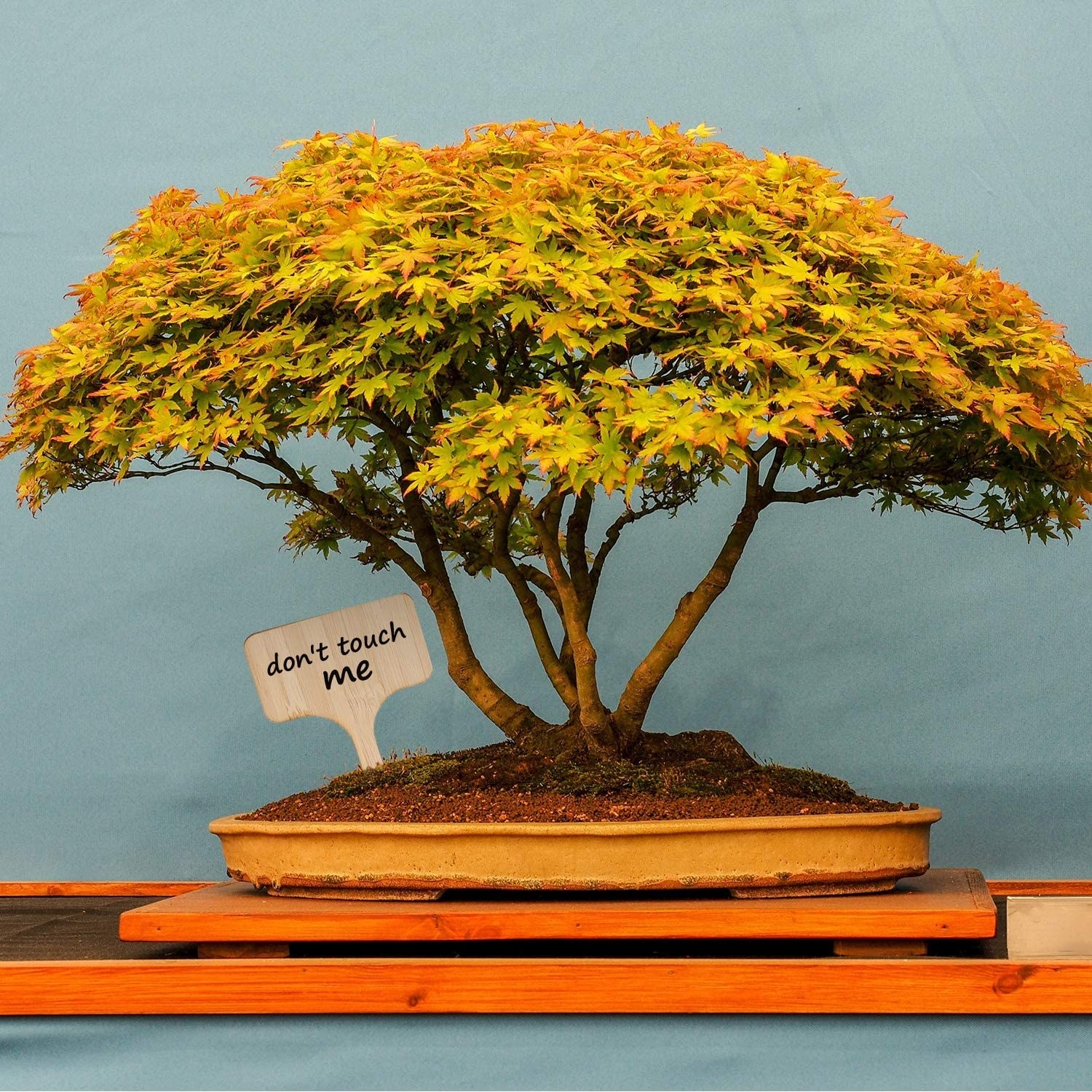 a bonsai tree with a bamboo tag that says don&#x27;t touch me 