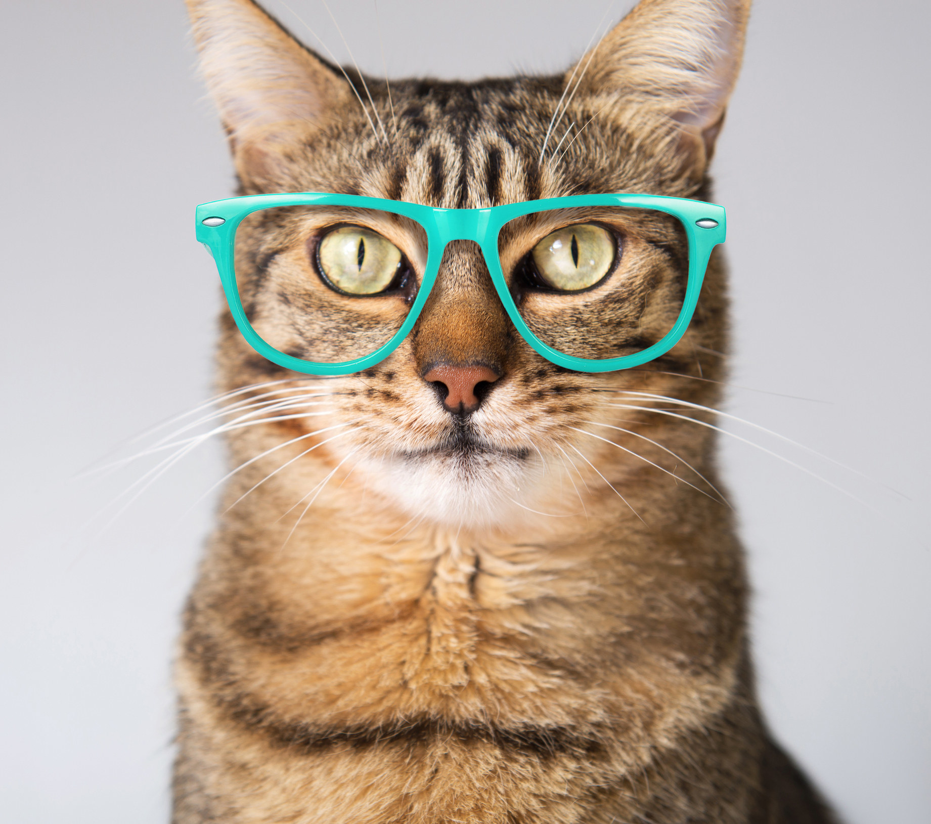 A stripey cat wearing glasses