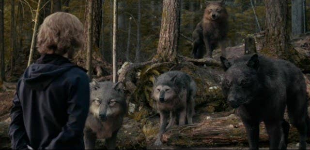 Jasper stands in front of a pack of wolves