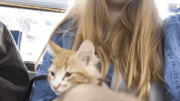 A gif of the writer&#x27;s cat as a kitten on her lap on the bus
