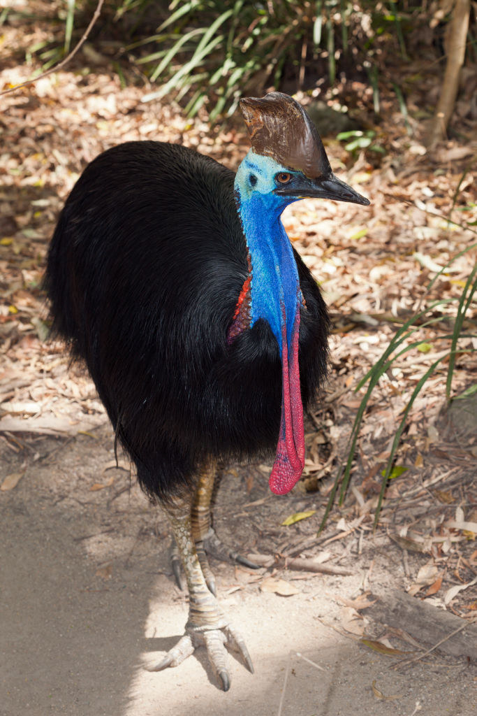A cassowary, which looks more like a dinosaur than most birds