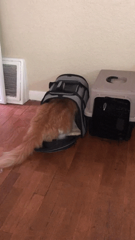 A gif of the reviewer&#x27;s puppy enthusiastically approaching the cat inside the carrier 