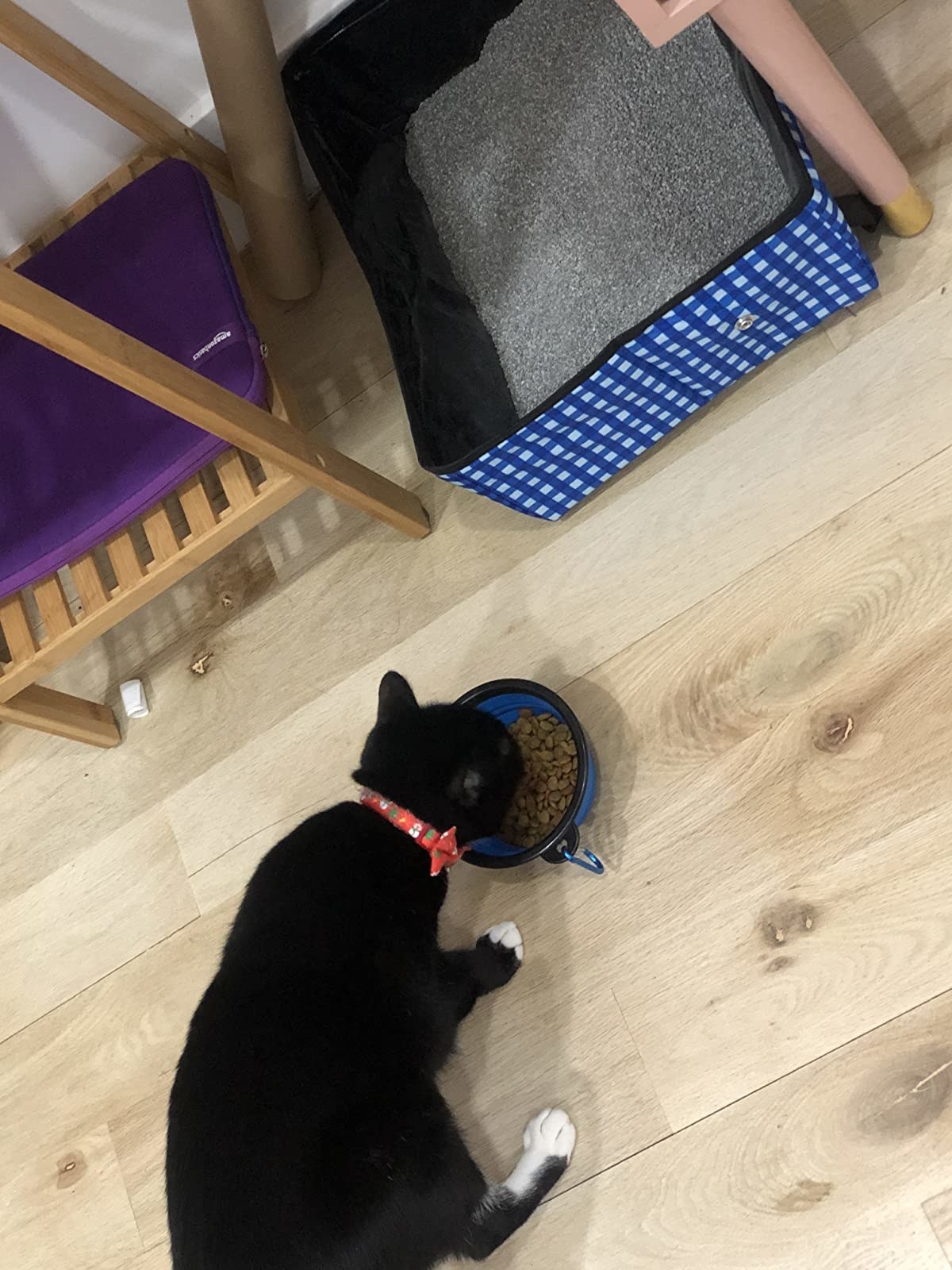 Review photo of cat using the collapsible litter box and water bowl set