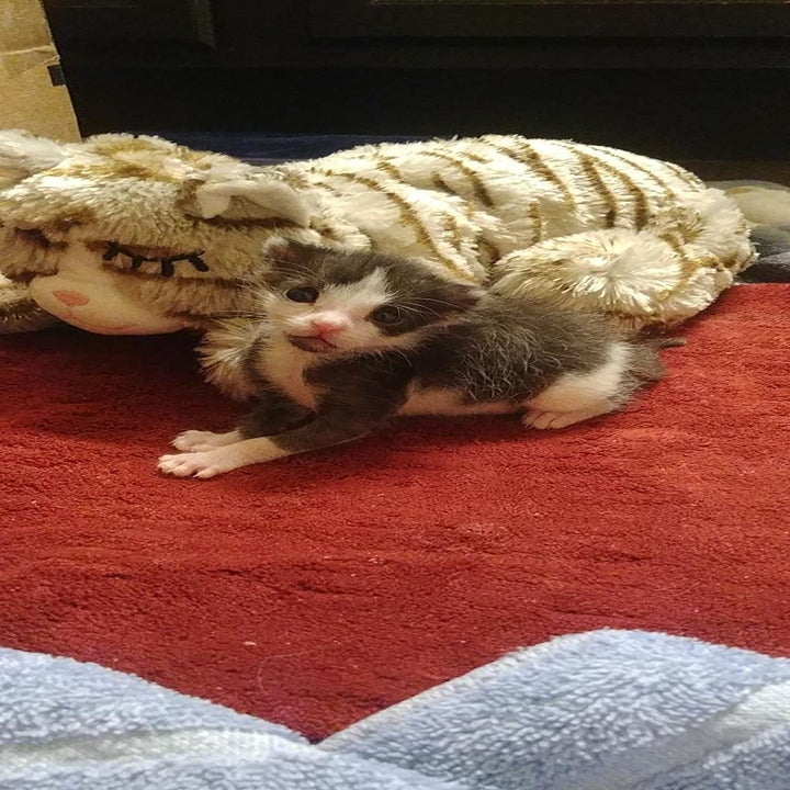 25 Things From Amazon That Kitten Owners Swear By
