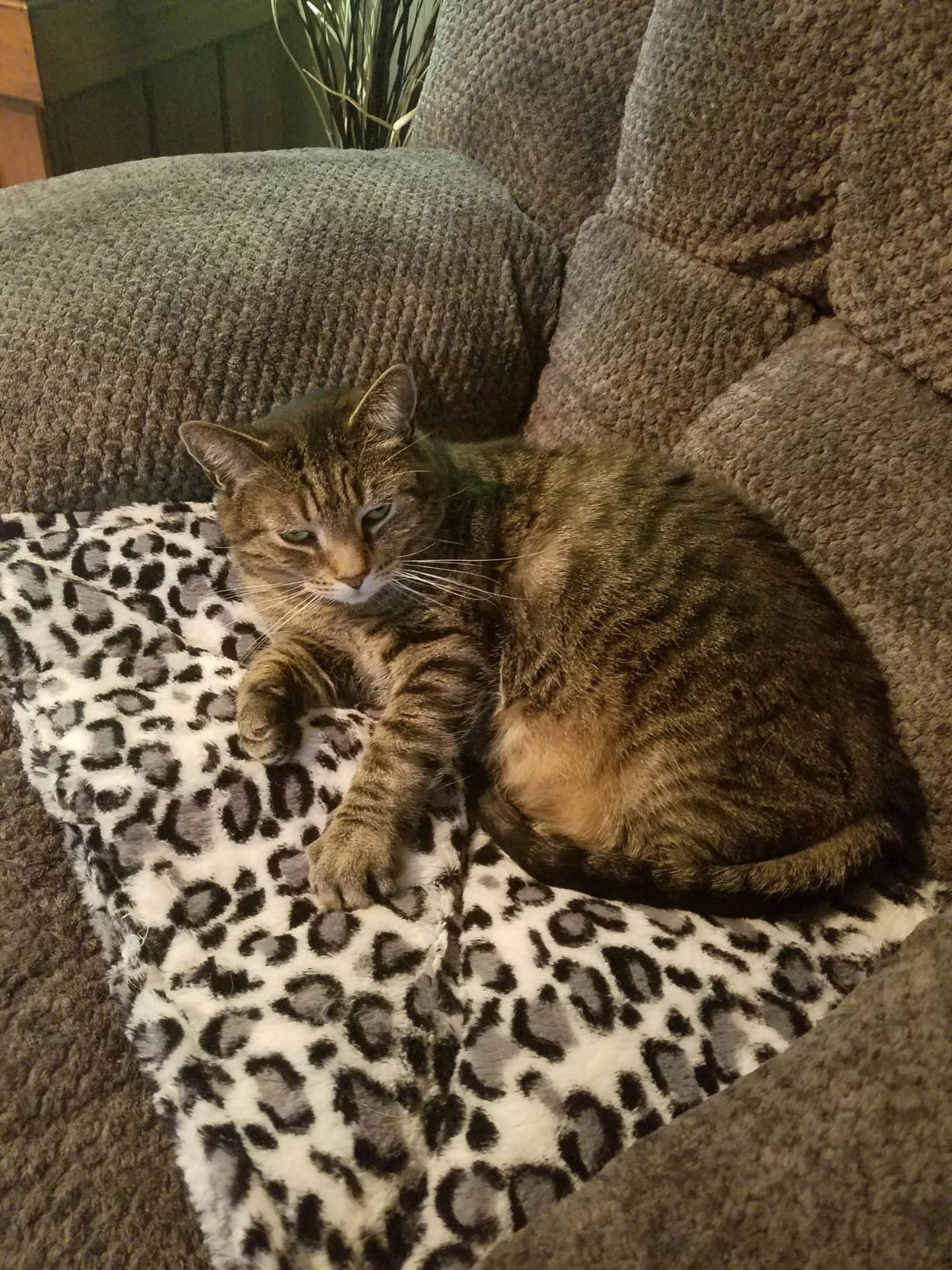 Review photo of cat enjoying the leopard self-warming blanket