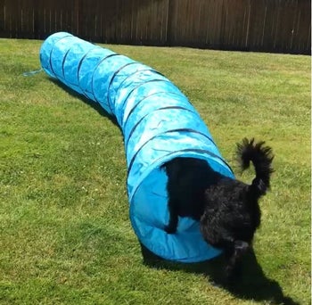 the blue tunnel sitting outside with a dog running into one of the ends 