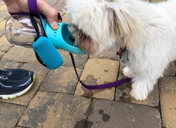 a reviewer photo of someone using the bowl bottle to give water to a dog out on a walk 