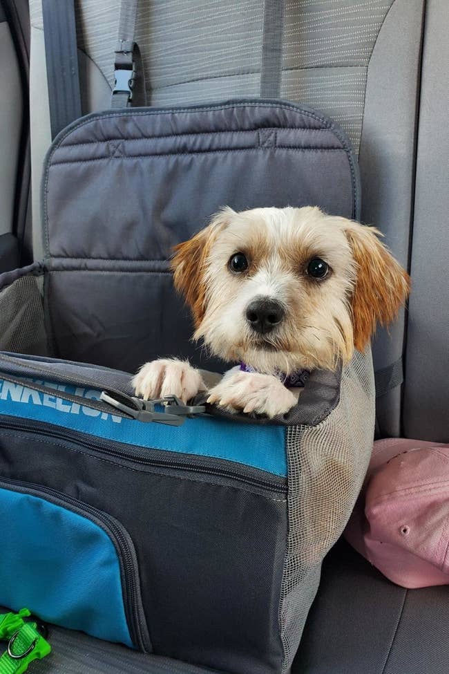 a reviewer photo of a dog sitting in the mesh booster seat 