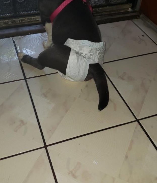 The reviewer's photo of their dog wearing the disposable diaper