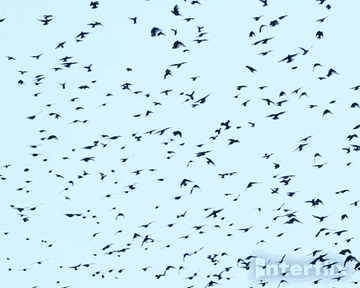 Moira Rose screaming at a sky full of crows