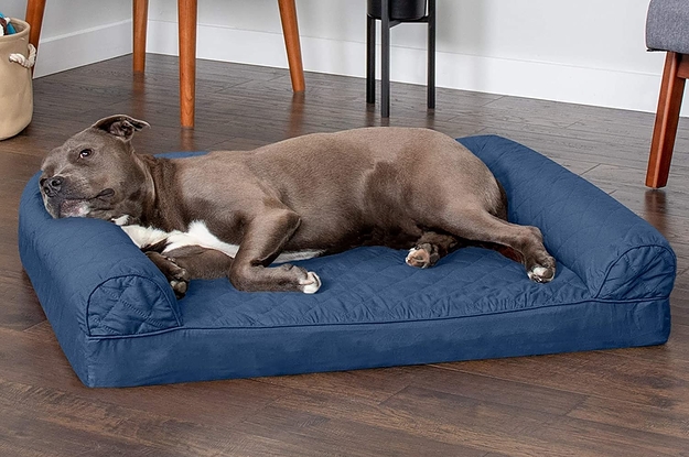 a dog lying on the blue bed