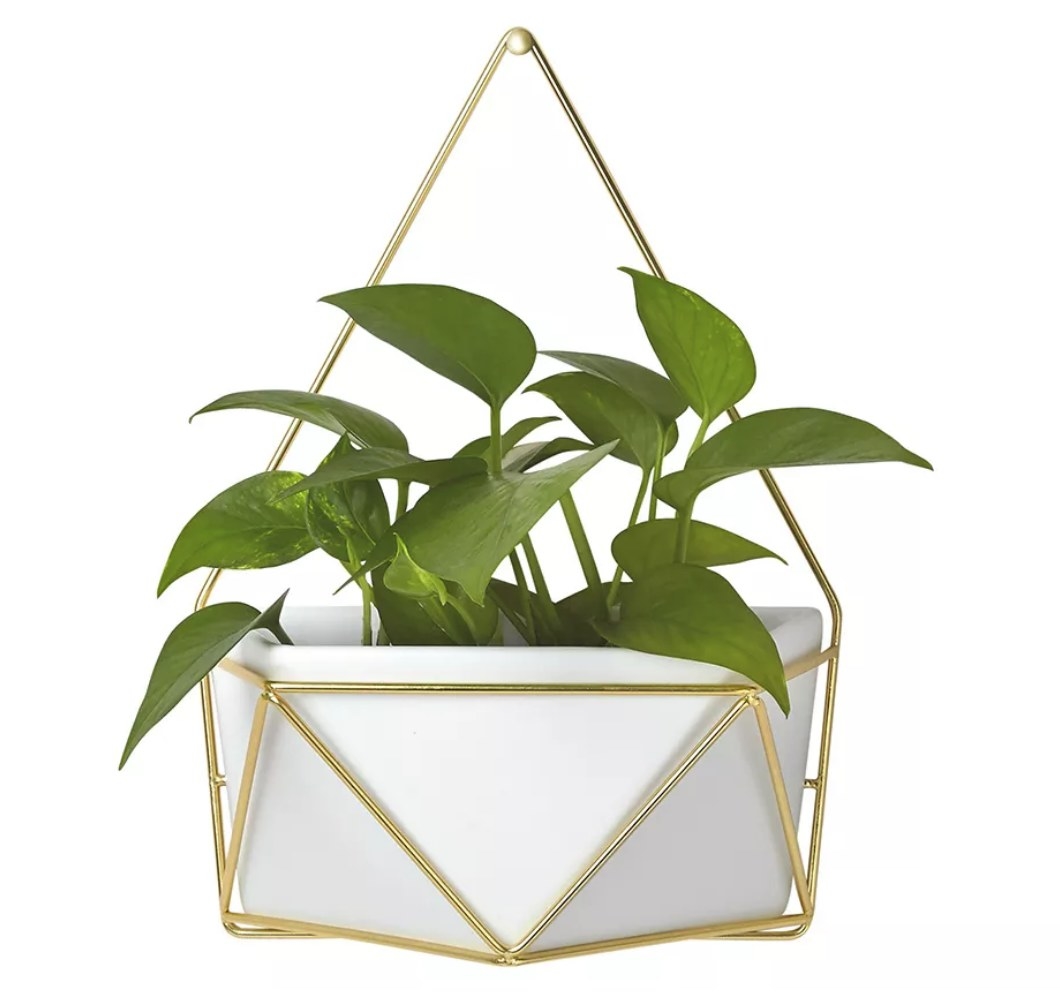 A wall-mounted, white vase with gold framing to hang succulents