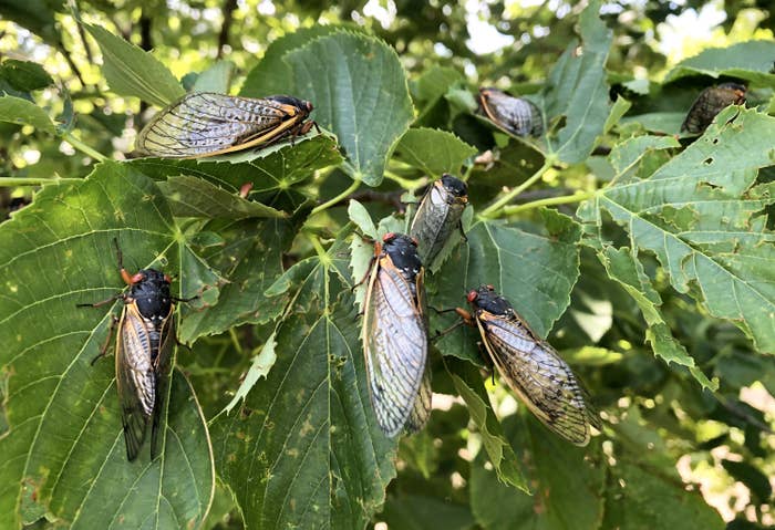 新たな昆虫食 アメリカで大量発生した周期ゼミ タコスや手巻き寿司の材料に