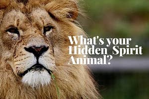 Whats your hidden spirit animal? 