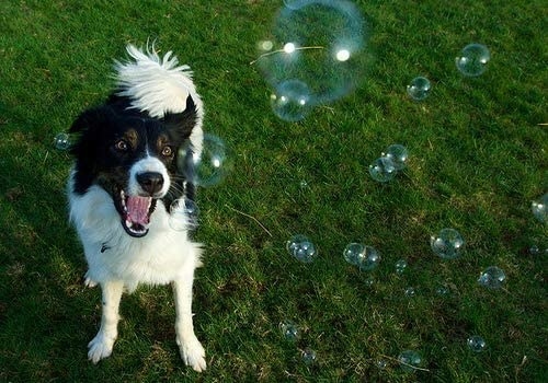 a dog chasing bubbles