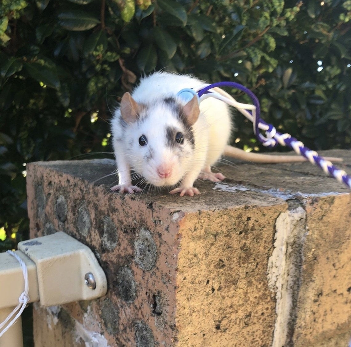 rat on a leash