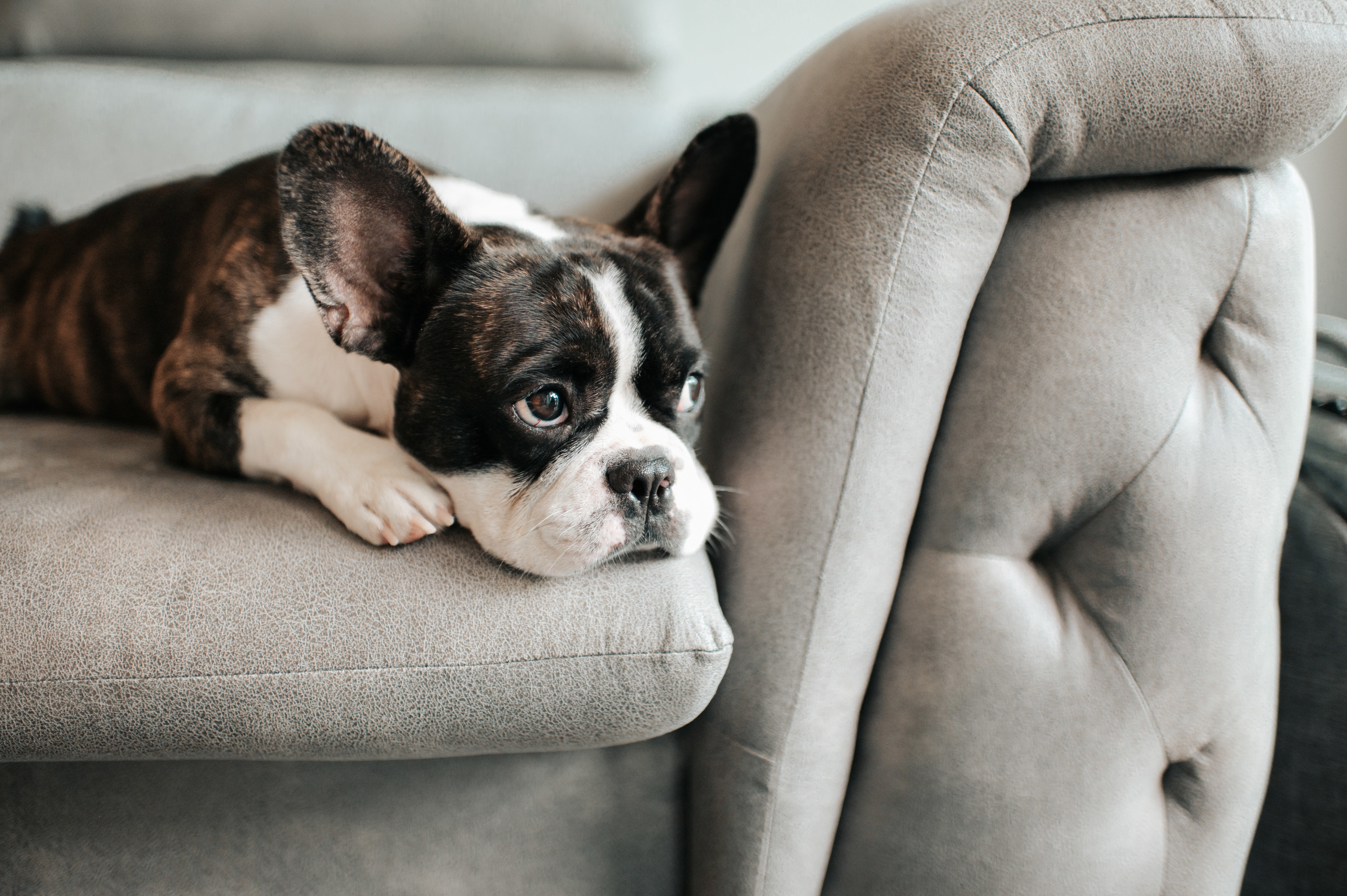 Dog on a couch