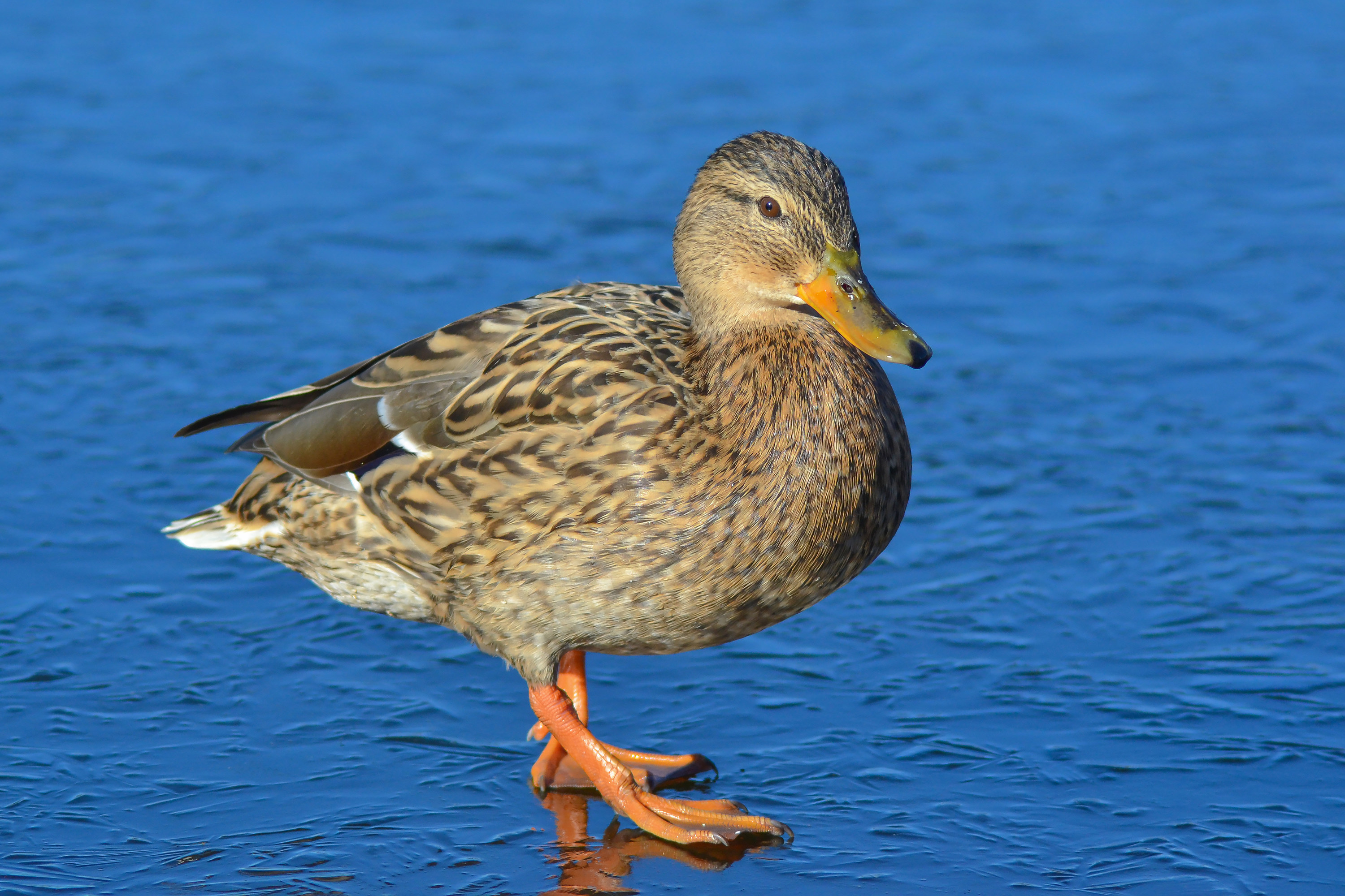 Photo of a cute duck standing around