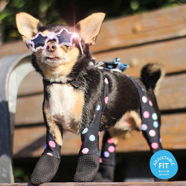 chihuahua with confetti leggings that cover legs and paws 