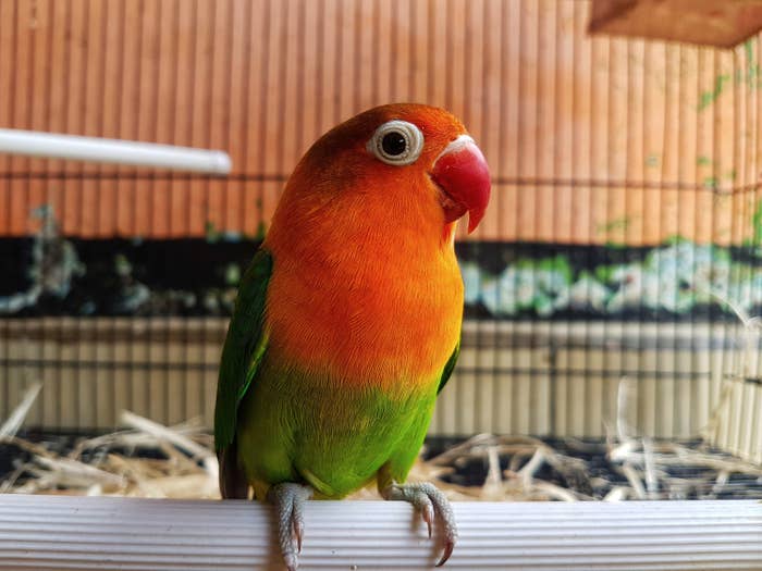 Photo of a parrot.