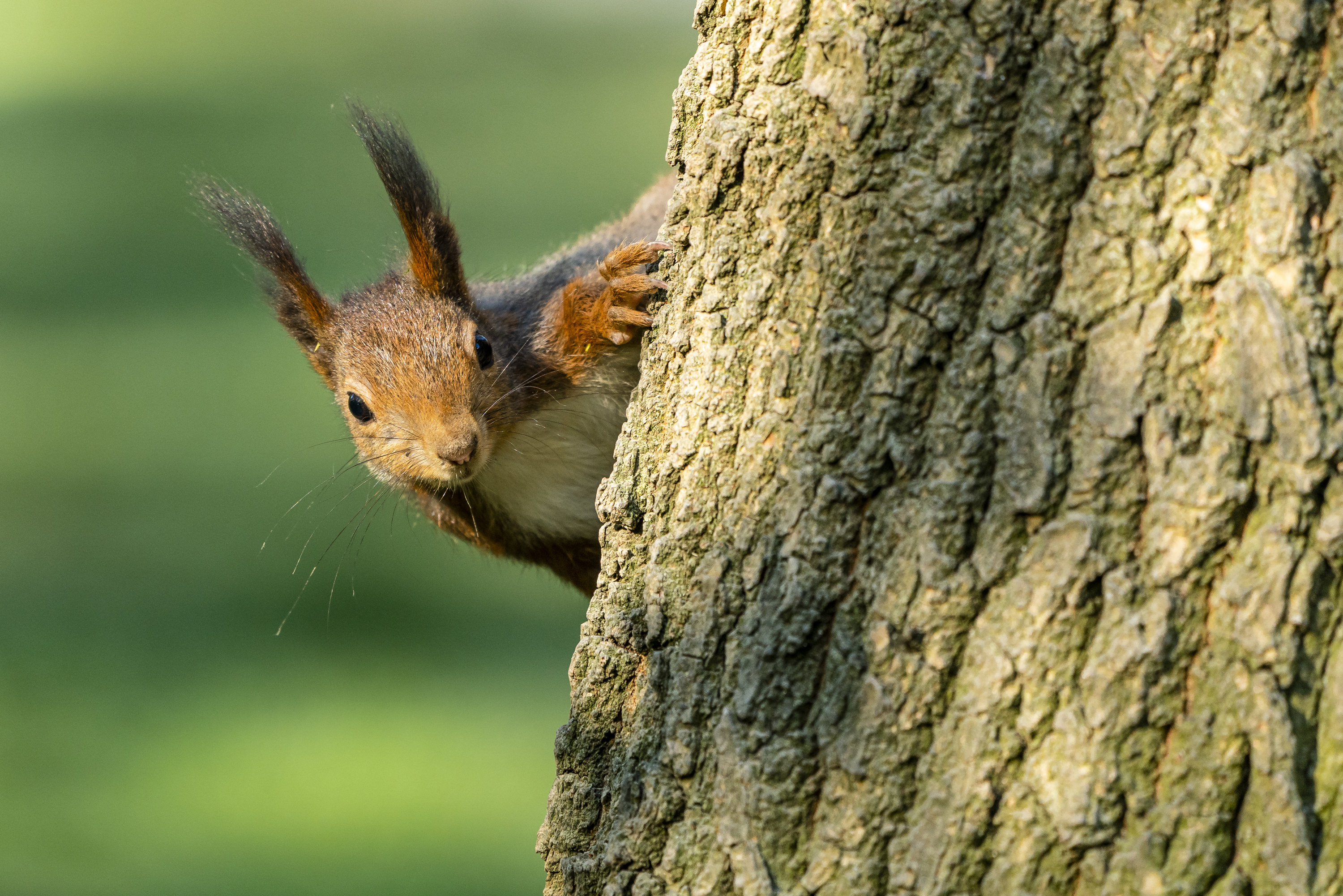 Photo of a squirrel hiding behind a tree.