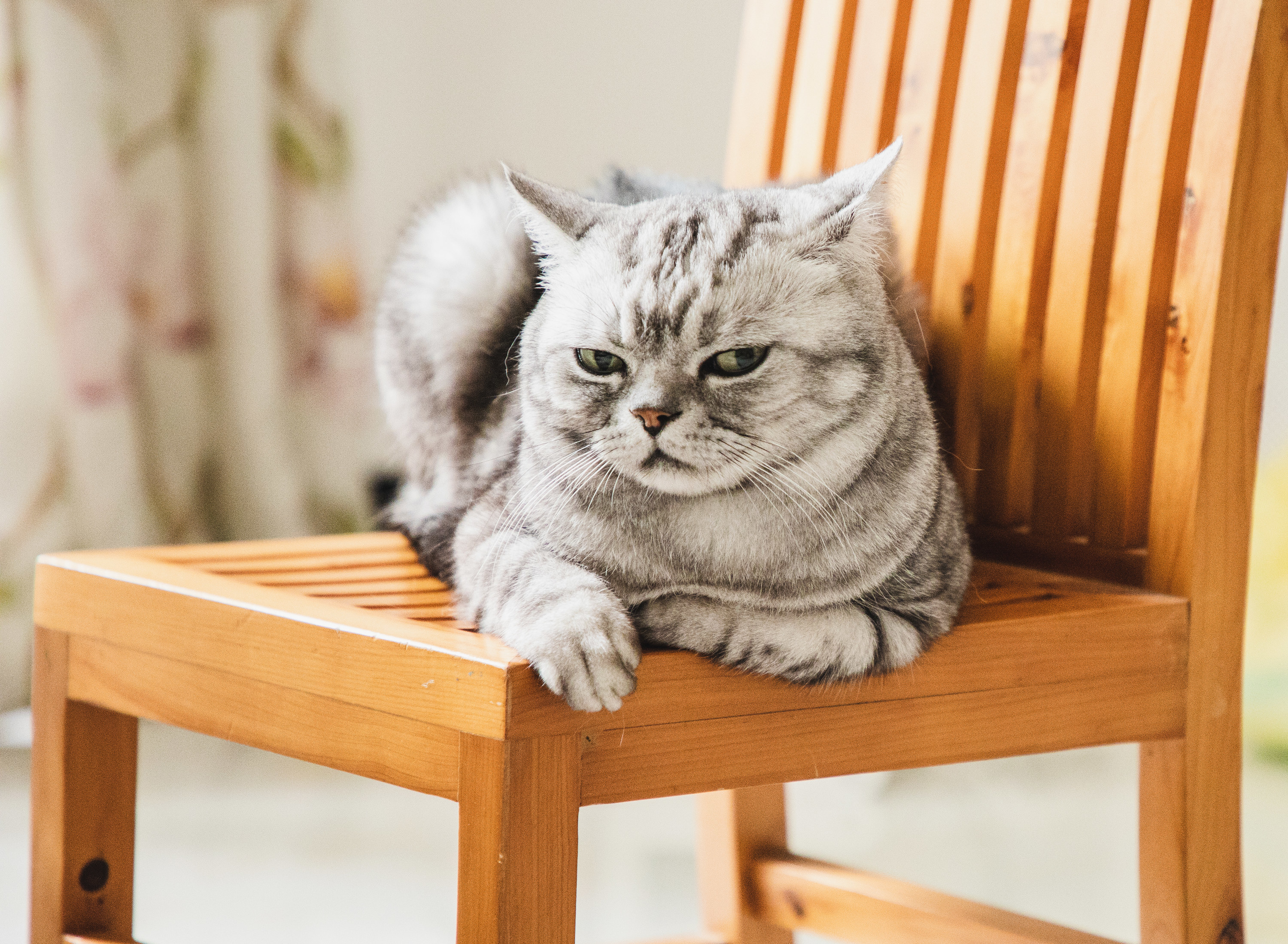 Photo of an &quot;over it&quot; cat sitting on a chair