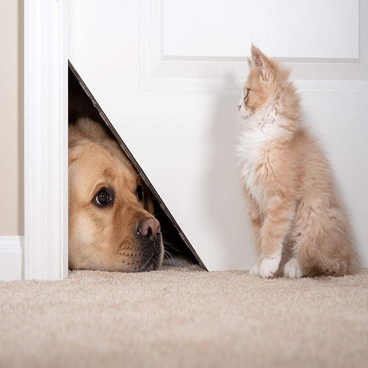 Dog peeking through the triangular corner hole in the door with a cat on the other side 