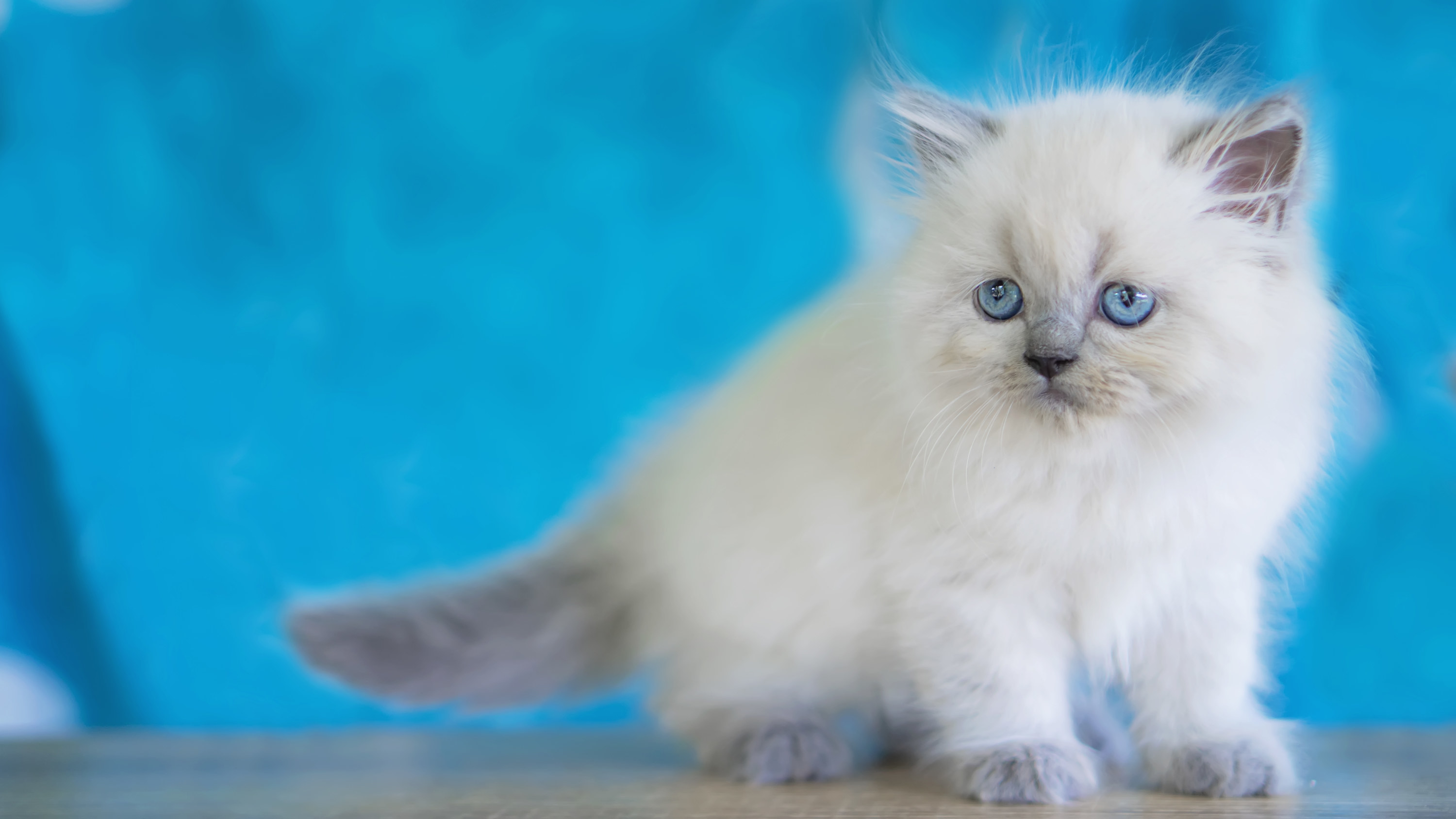 Photo of a tiny white baby kitten